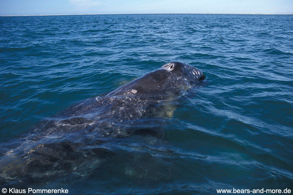 Grauwal / Grey Whale (Eschrichtius robustus)
