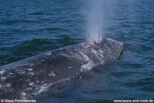 Grauwal / Grey Whale (Eschrichtius robustus)