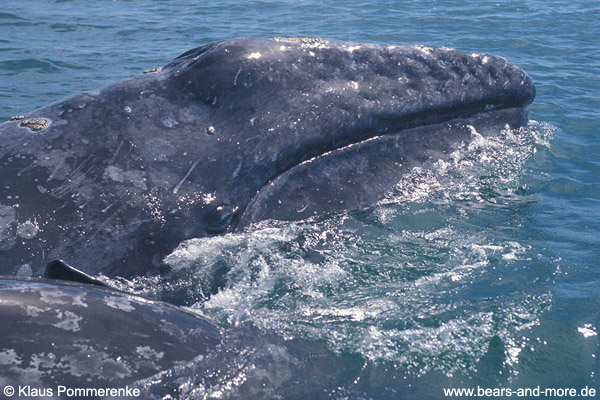 Grauwal / Grey Whale (Eschrichtius robustus)