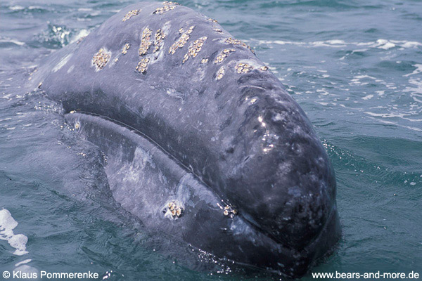 Grauwal / Grey Whale (Eschrichtius robustus)