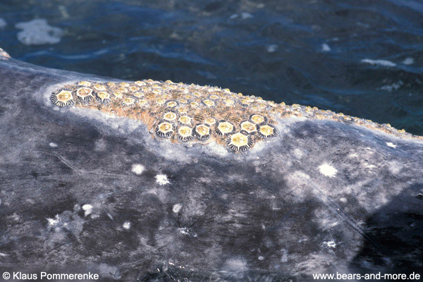 Grauwal / Grey Whale (Eschrichtius robustus)