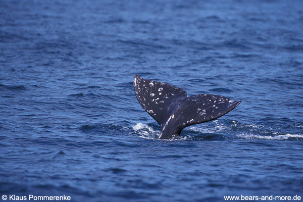 Grauwal / Grey Whale (Eschrichtius robustus)