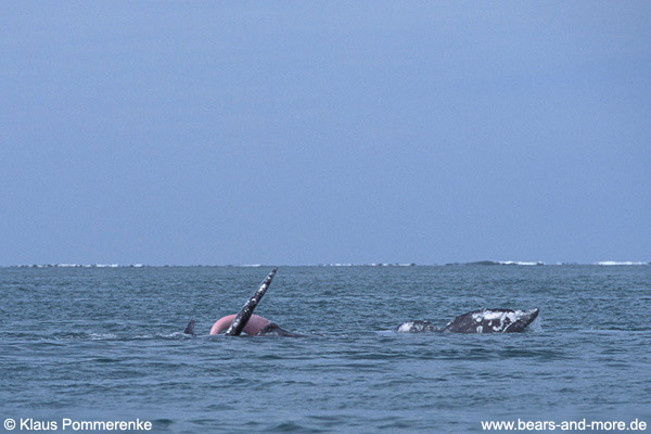 Grauwal / Grey Whale (Eschrichtius robustus)