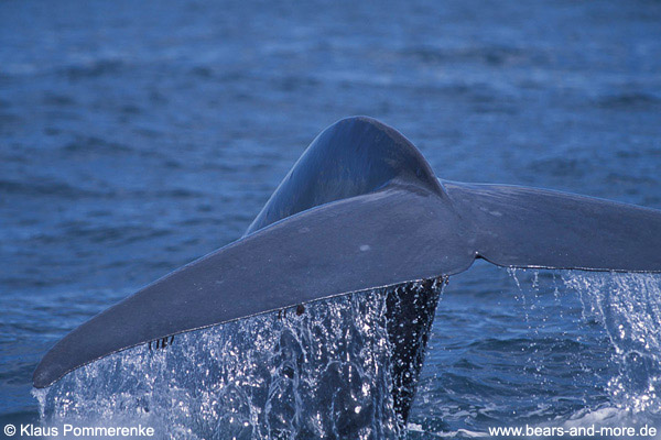 Blauwal / Blue Whale (Balaenoptera musculus)