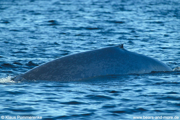 Blauwal / Blue Whale (Balaenoptera musculus)
