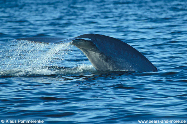 Blauwal / Blue Whale (Balaenoptera musculus)