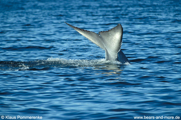 Blauwal / Blue Whale (Balaenoptera musculus)