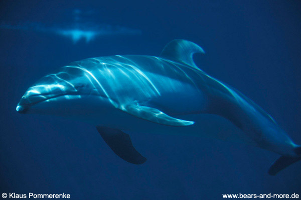 Weißstreifendelfin / Pacific White-sided Dolphin (Lagenorhynchus obliquidens) [C]