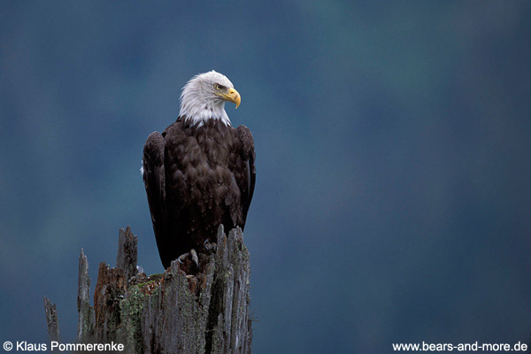 Weißkopfseeadler / Bald Eagle (Haliaeetus leucocephalus)