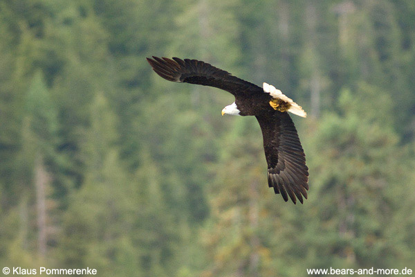 Weißkopfseeadler / Bald Eagle (Haliaeetus leucocephalus)