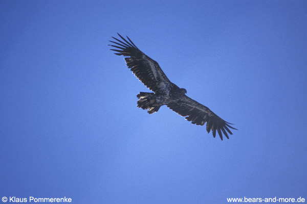 Steinadler / Golden Eagle (Aquila chrysaetos)