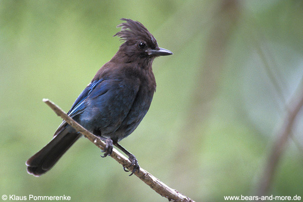 Diademhäher / Steller’s Jay (Cyanocitta stelleri)