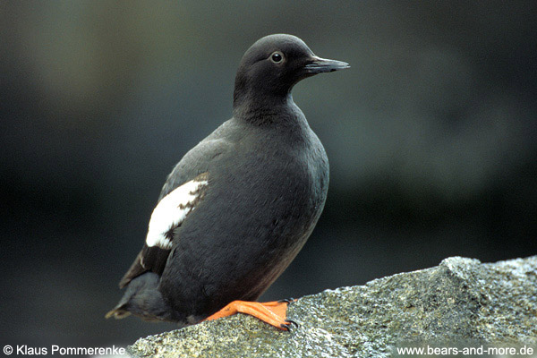 Taubenteiste / Pigeon Guillemot (Cepphus columba)