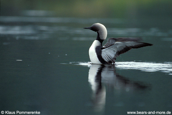 Prachttaucher / Arctic Loon (Gavia arctica)