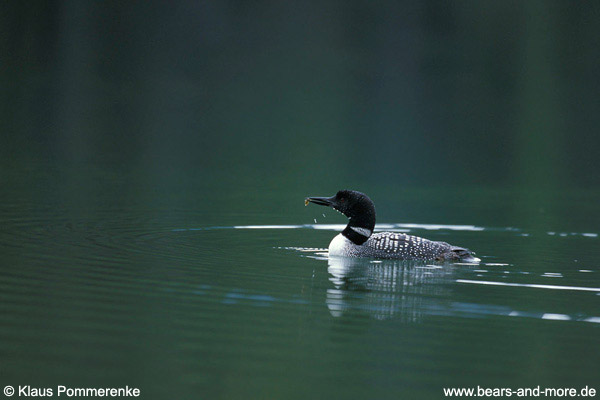 Eistaucher / Common Loon (Gavia immer)