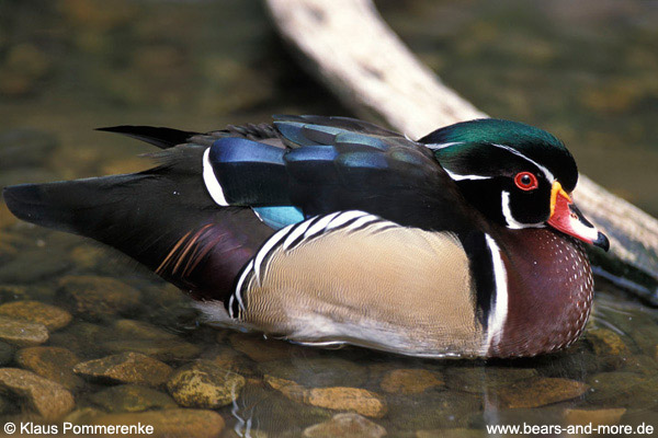 Brautente / Wood Duck (Aix sponsa)