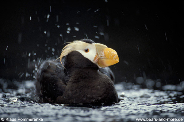 Gelbschopflund / Tufted Puffin (Fratercula cirrhata) [C]