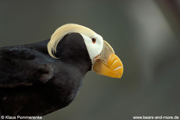 Gelbschopflund / Tufted Puffin (Fratercula cirrhata)