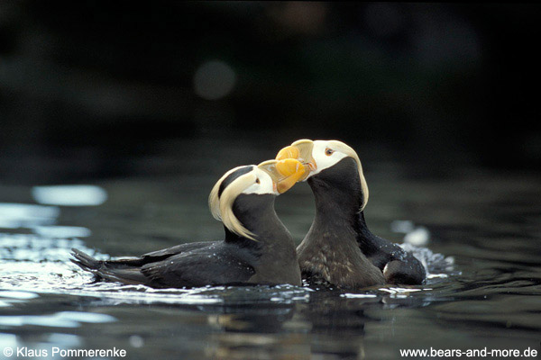 Gelbschopflund / Tufted Puffin (Fratercula cirrhata) [C]