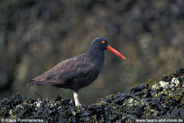 Klippenausternfischer / Black Oystercatcher (Haematopus bachmani)