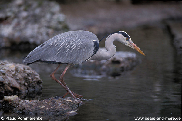 Kanadareiher / Great Blue Heron (Ardea herodias)