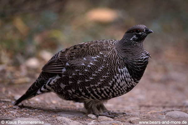 Moorschneehuhn / Willow Ptarmigan (Lagopus lagopus)