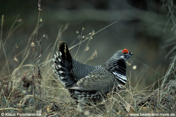 Tannenhuhn / Spruce Grouse (Dendragapus canadensis)