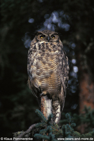 Amerikanischer Uhu / Great Horned Owl (Bubo virginianus)