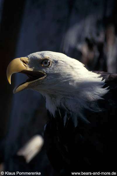 Weißkopfseeadler / Bald Eagle (Haliaeetus leucocephalus)