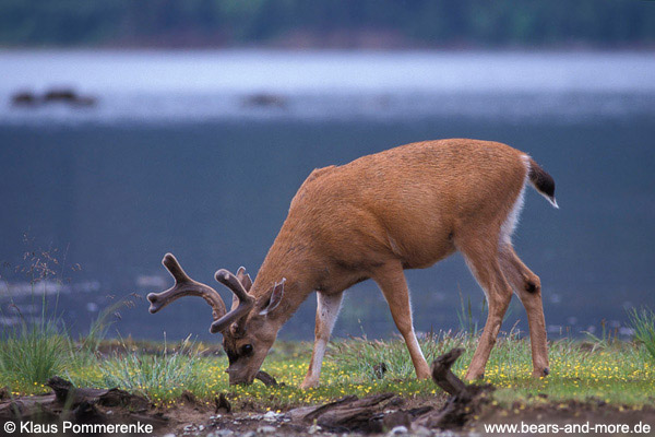 Schwarzwedelhirsch / Sitka Black-tailed Deer (Odocoileus hemionus sitkensis)