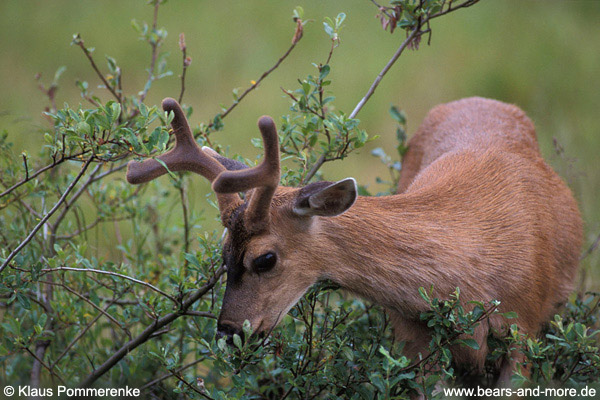 Schwarzwedelhirsch / Sitka Black-tailed Deer (Odocoileus hemionus sitkensis)