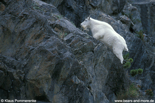 Schneeziege / Mountain Goat (Oreamnos americanus)