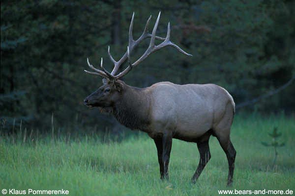 Rothirsch / Elk · Wapiti (Cervus elaphus)