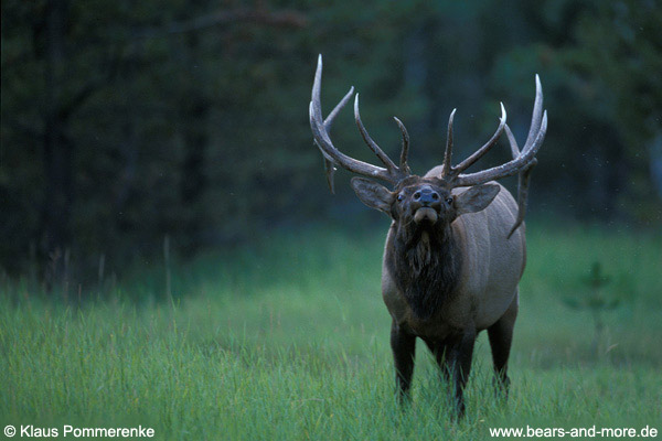 Rothirsch / Elk · Wapiti (Cervus elaphus)