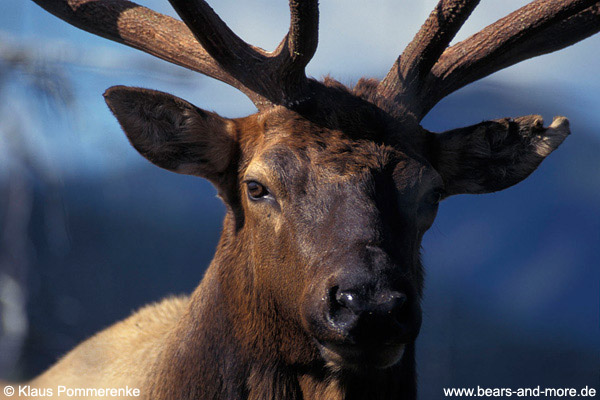 Rothirsch / Elk · Wapiti (Cervus elaphus)