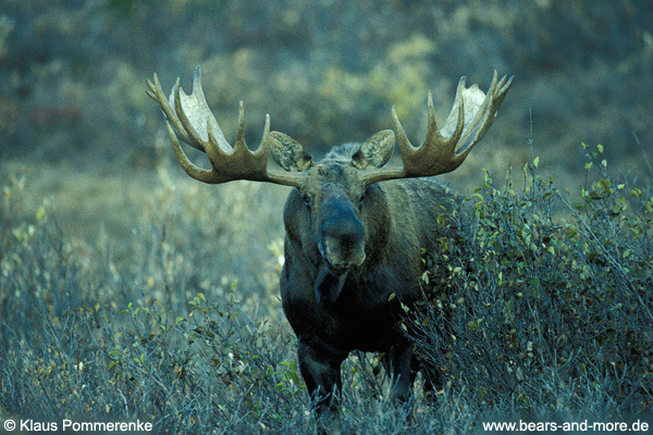 Elch / Moose (Alces alces)