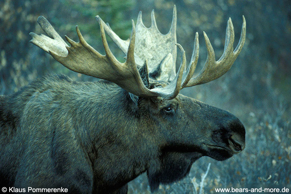 Elch / Moose (Alces alces)