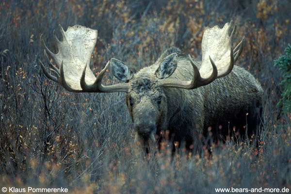 Elch / Moose (Alces alces)