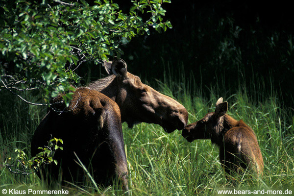 Elch / Moose (Alces alces)