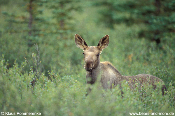 Elch / Moose (Alces alces)