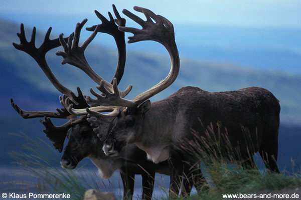 Karibu / Caribou (Rangifer tarandus)