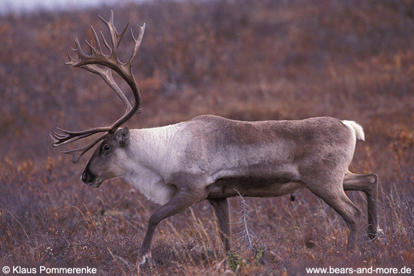 Karibu / Caribou (Rangifer tarandus)