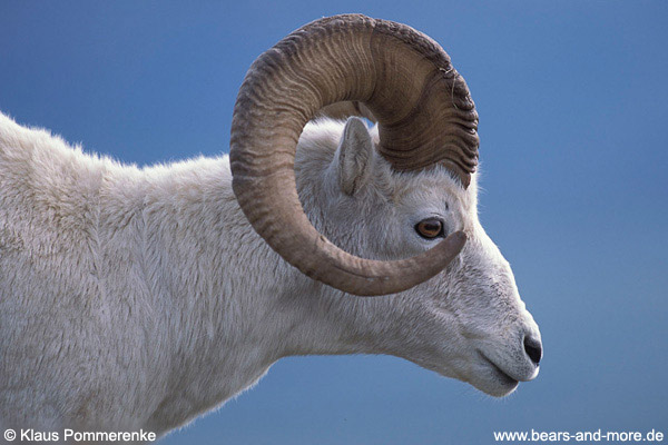 Dallschaf / Dall Sheep (Ovis dalli)