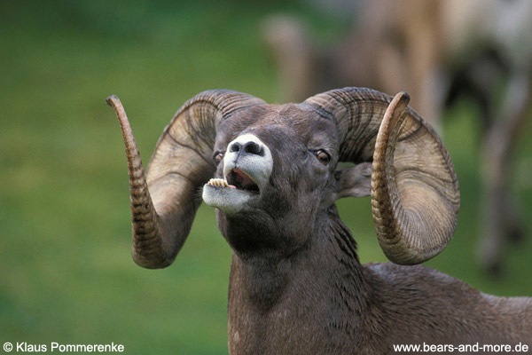 Dickhornschaf / Bighorn Sheep (Ovis canadensis)