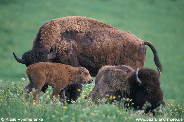 Bison / American Bison (Bison bison)