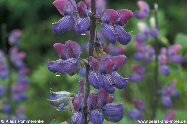 Nootka-Lupine / Nootka Lupine (Lupinus nootkatensis)