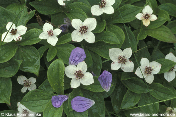 Kanadischer Hartriegel / Bunchberry · Dwarf Dogwood (Cornus canadensis)