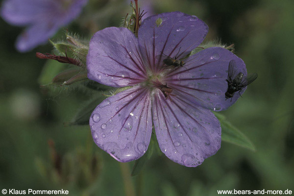 Nördlicher Storchschnabel / Northern Geranium (Geranium erianthum)