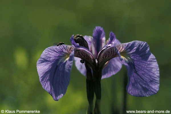 Borsten-Schwertlilie / Beach-head Iris (Iris setosa)