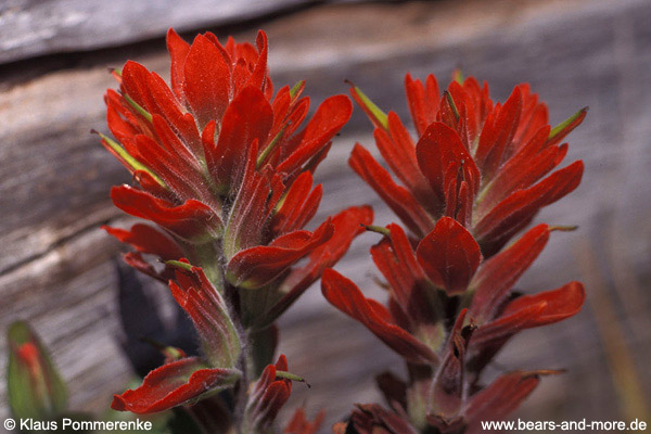 Rote Kastillee / Indian Paintbrush (Castilleja miniata)